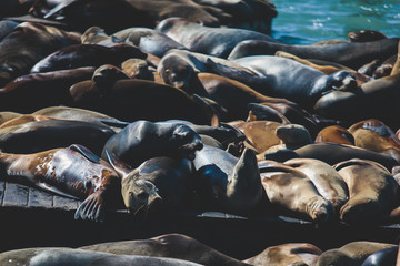 View of Pier 39 with seals and sea lions on wooden platforms in Fisherman's Wharf of San Francisco bay, California, USA