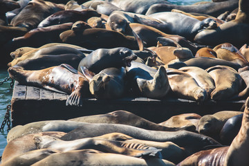 View of Pier 39 with seals and sea lions on wooden platforms in Fisherman's Wharf of San Francisco bay, California, USA