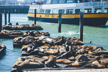 View of Pier 39 with seals and sea lions on wooden platforms in Fisherman's Wharf of San Francisco bay, California, USA