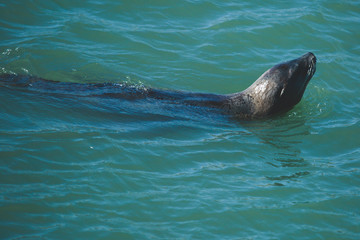 Obraz premium View of Pier 39 with seals and sea lions on wooden platforms in Fisherman's Wharf of San Francisco bay, California, USA