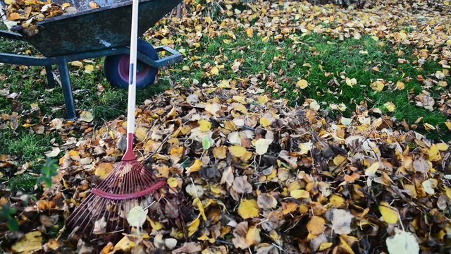Garden work with autumn leaves in a wheelbarrow and a rake