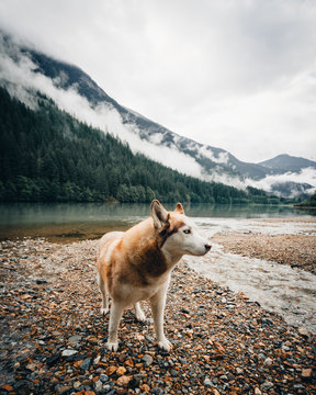 Husky playing at lake