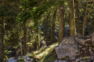 morning rock forest nature landscape in vivid morning fresh weather time with sun light rays between trees