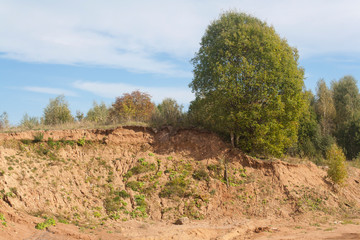 few trees over a sandy cliff