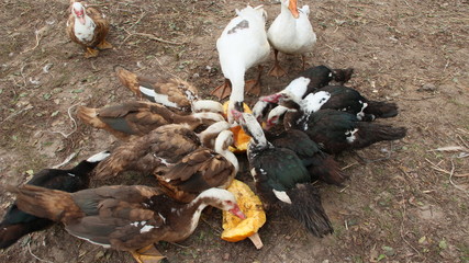 Ducks geese and muscovy ducks eat pumpkin in poultry