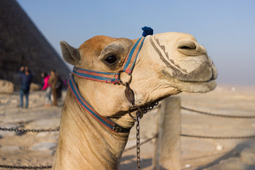 Cairo camel