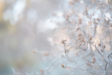 A branch with small cones pastel background with bokeh