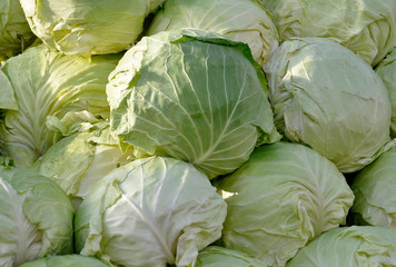 Close up on Fresh green cabbage in pile.