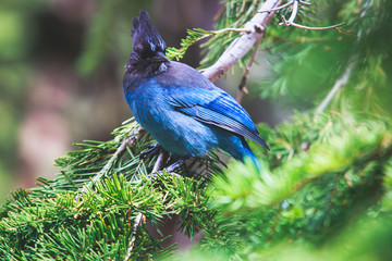 Portrait view of Steller's Jay blue bird (Cyanocitta stelleri) sitting on a branch, spotted in Yosemite National Park, California, United States