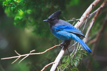 Portrait view of Steller's Jay blue bird (Cyanocitta stelleri) sitting on a branch, spotted in...