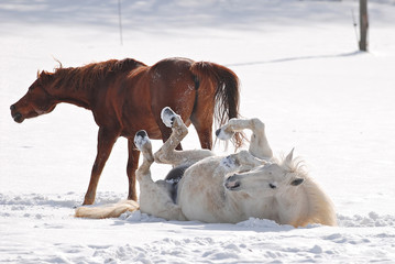 Cavalli su neve2