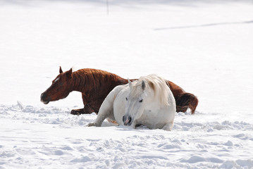 Cavalli su neve2