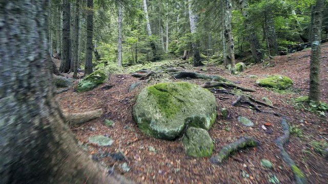 Amazing autumn forest with yellow leaves on floor and green pine trees, cinematic traking steadicam shot