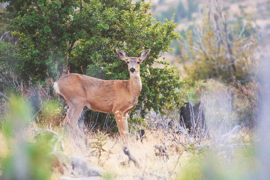 Close up view of young black-tailed deer, Yosemite National Park, California, USA