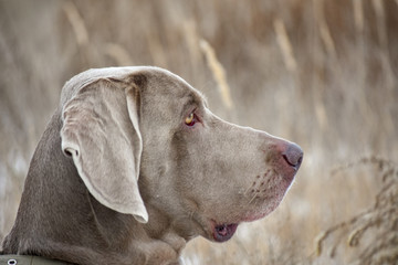 Portrait of a hunting dog. Weimaraner. Weimar Pointer. View of the dog on the right.