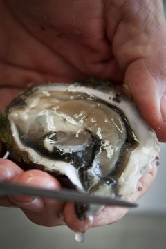 Person shucking an oyster