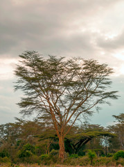 Acacias in the jungle of Kenya under a cloudy sky