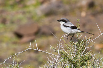 Fototapeta premium Südlicher Raubwürger Lanius meridionalis koenigi