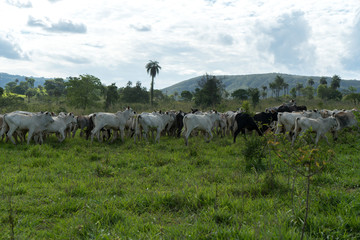 calves on pasture