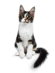 Cute black tabby with white Maine Coon cat kitten sitting front view straight up, looking straight at camera. Isolated on white background. Tail curled beside body.