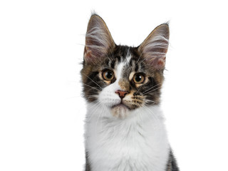 Head shot of cute black tabby with white Maine Coon cat kitten sitting front view, looking straight at camera. Isolated on white background. 