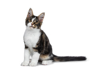 Cute black tabby with white Maine Coon cat kitten sitting side ways, looking at up. Isolated on white background. Tail behind body.