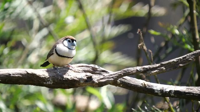 4K 60p close up of a double-barred finch on a branch at a bird park in new south wales, australia