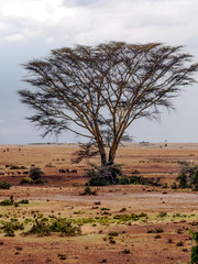 Obraz premium Acacias in the jungle of Kenya under a cloudy sky