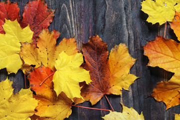 autumn background with colored leaves on wooden board