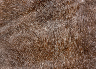 fluffy brown natural animal fur texture background closeup