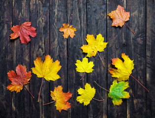 autumn background with colored leaves on wooden board