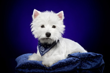 West Highland White Terrier on pillow