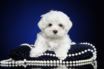 Maltese puppy posing on deep-blue background