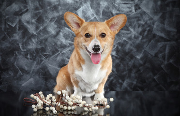 Obraz premium Welsh Corgi Pembroke puppy with branch