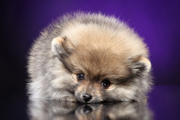 Obraz premium Spitz dog puppy lying on purple background