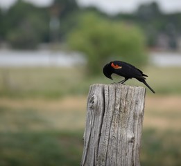red wing black bird bowing on post