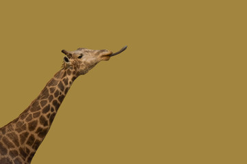 portrait of isolated giraffe sticking tongue out on colorful background