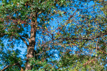 tree in early autumn
