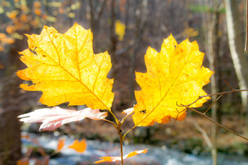 Two Golden Yellow Leaves, Fall Foliage