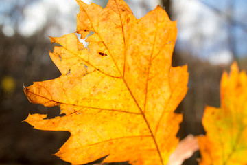 Close Up Golden Yellow, Orange Leaves