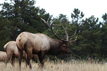 bull elk in the forest