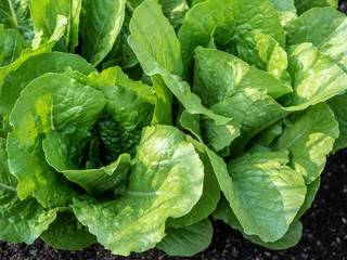 Fresh green lettuce (Lactuca sativa) in the garden. Horizontal shot.
