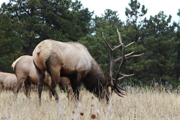 Naklejka premium bull elk