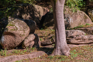 tree among the stones