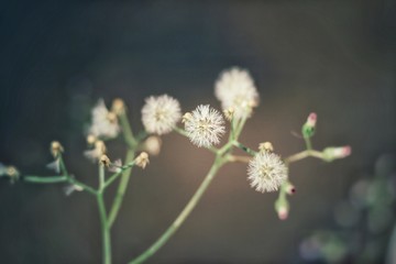 Flower grass On the road, travel ideas, the way to expand business to the world.  