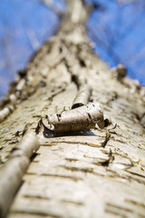 Peeling Bark Trunk Of A Large Birch Tree