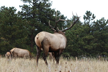 bull elk