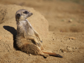 みんなの動物たち