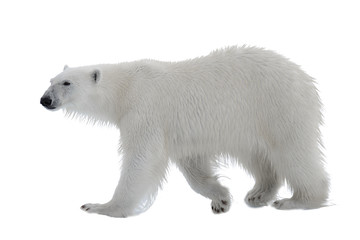 Fototapeta premium Polar bear isolated on white background