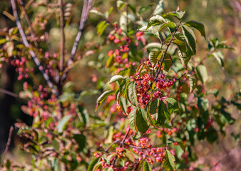 Obraz premium ripe berries